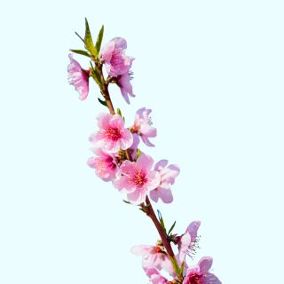 Prunus Amygdalus Dulcis Oil